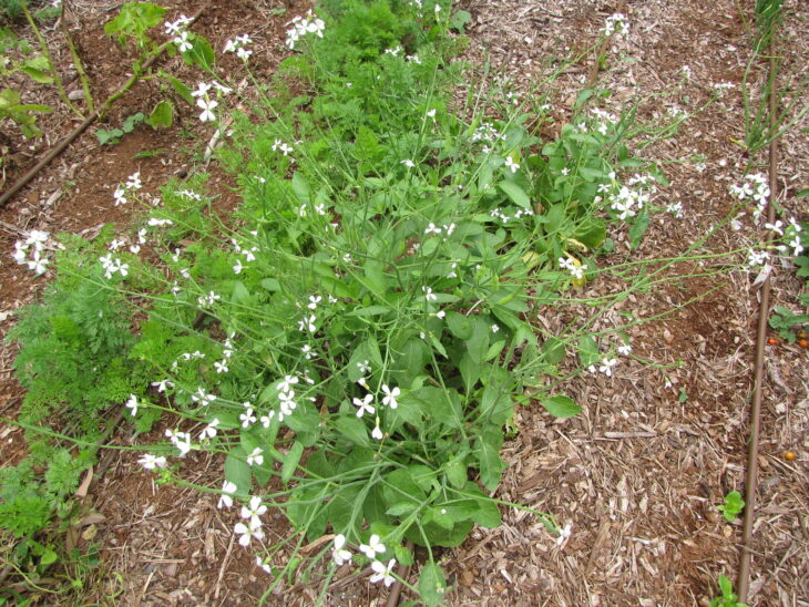 Radish - Raphanus sativus