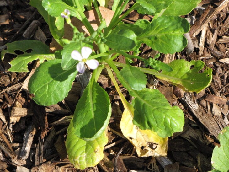 Radish - Raphanus sativus