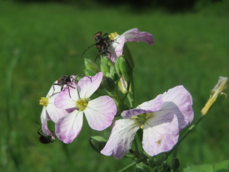 Radish - Raphanus sativus
