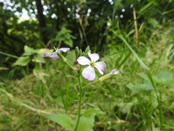 Radish - Raphanus sativus