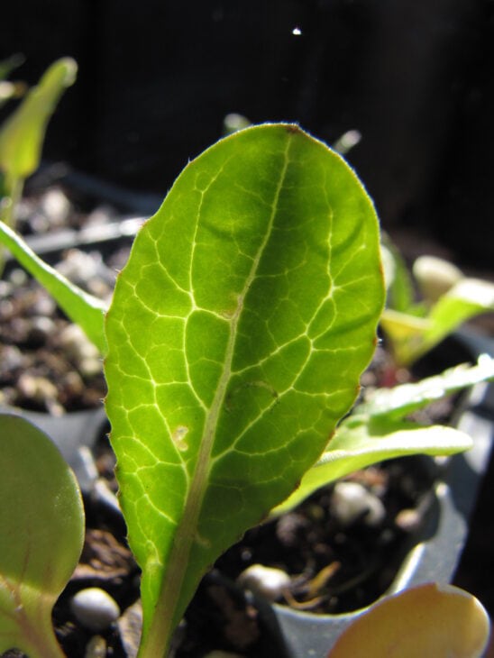 Radish - Raphanus sativus