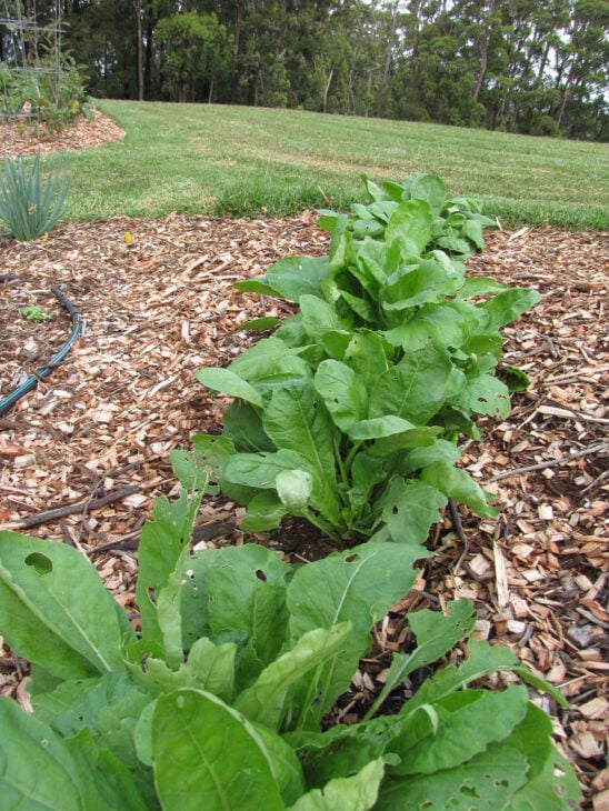Radish - Raphanus sativus