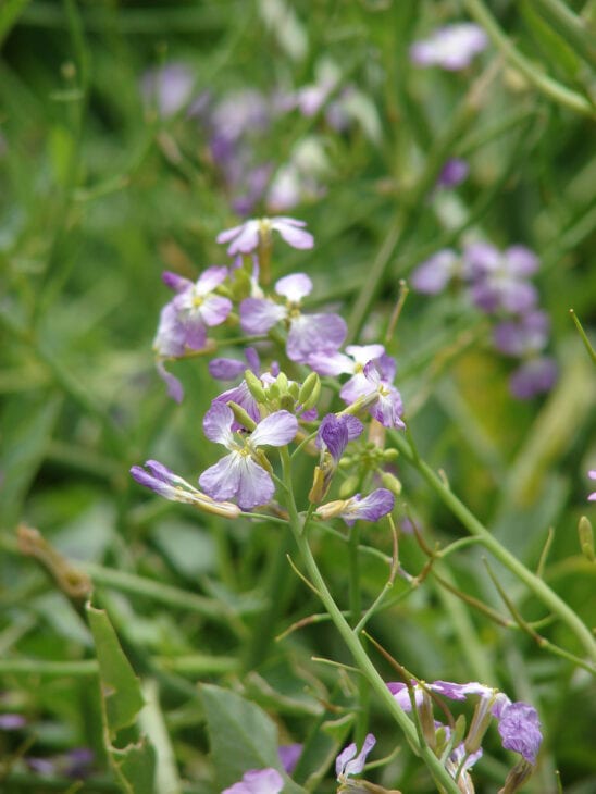 Radish - Raphanus sativus
