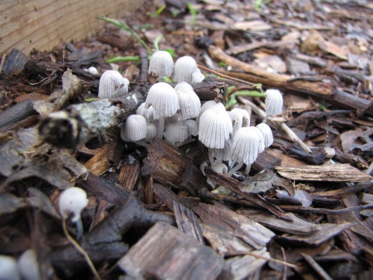 Radish - Raphanus sativus