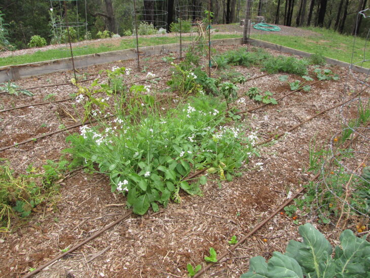 Radish - Raphanus sativus