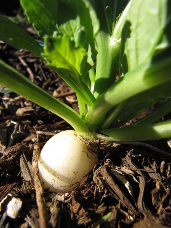 Radish - Raphanus sativus