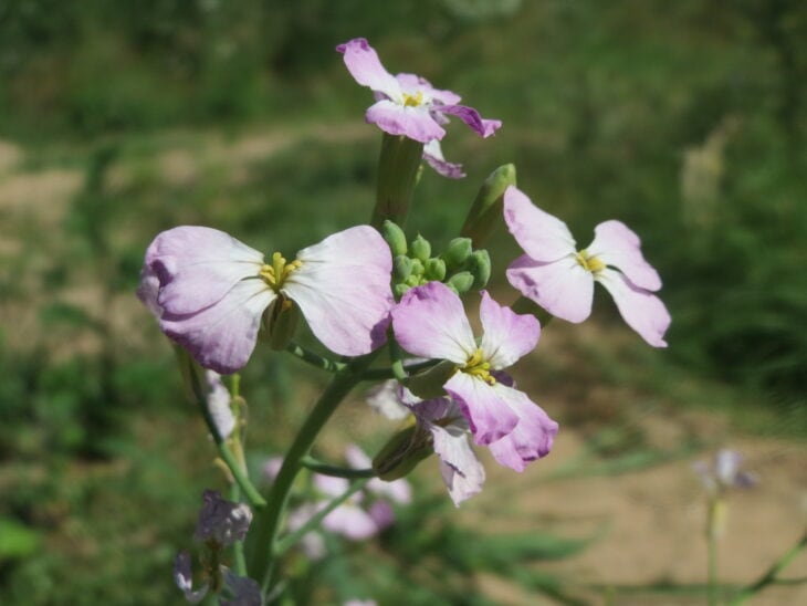 Radish - Raphanus sativus