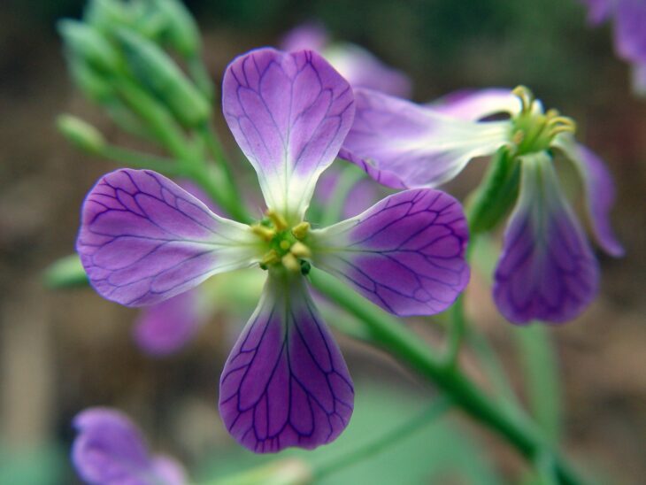 Radish - Raphanus sativus