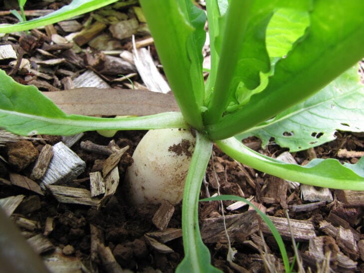 Radish - Raphanus sativus