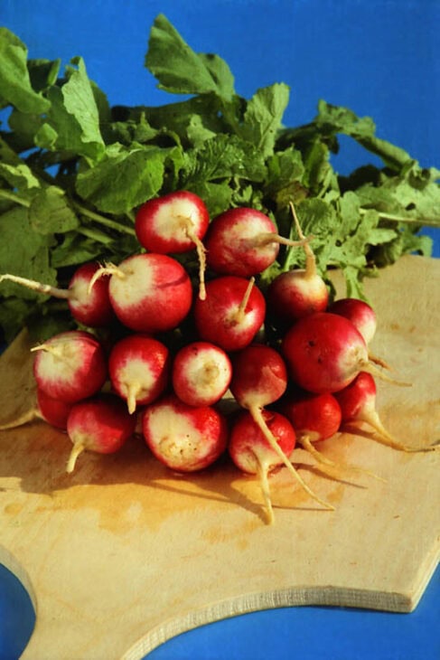 Radish - Raphanus sativus