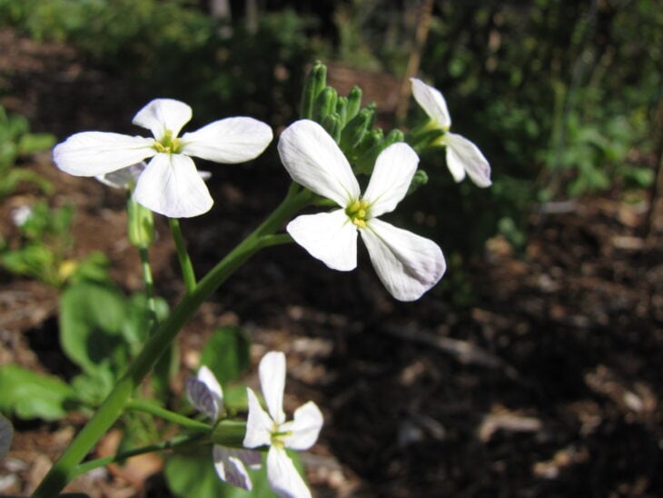 Radish - Raphanus sativus