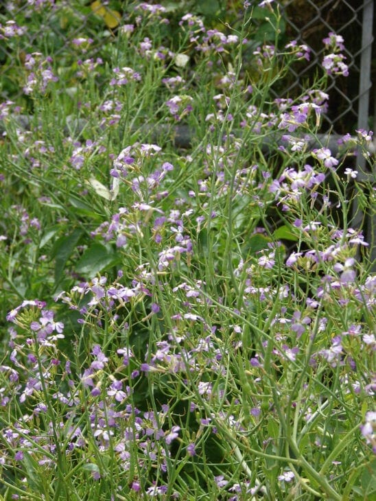 Radish - Raphanus sativus