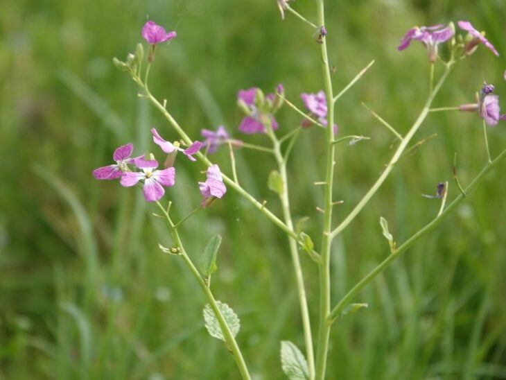 Radish - Raphanus sativus