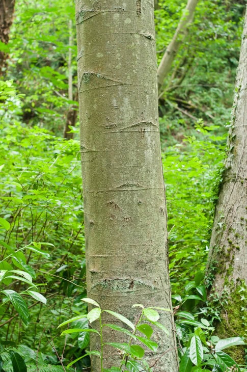 Red Alder - Alnus rubra