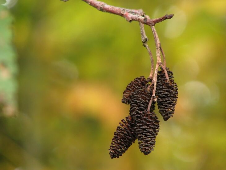Red Alder - Alnus rubra