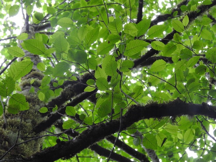 Red Alder - Alnus rubra