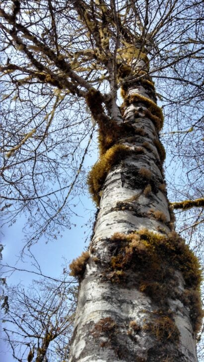 Red Alder - Alnus rubra