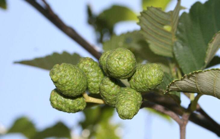 Red Alder - Alnus rubra