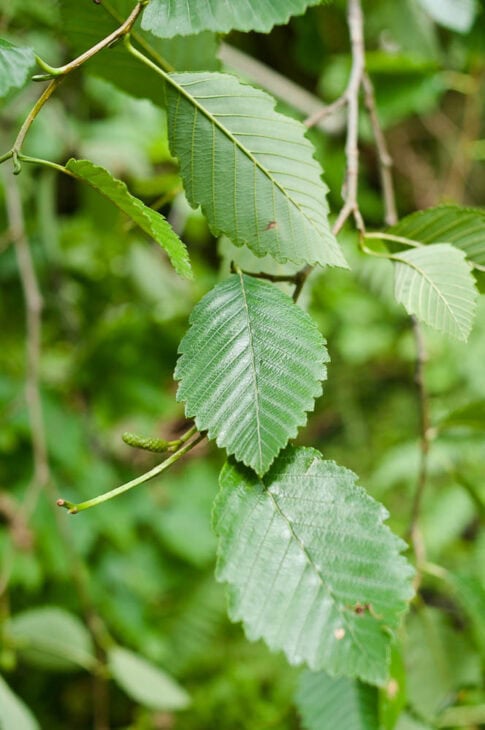 Red Alder - Alnus rubra