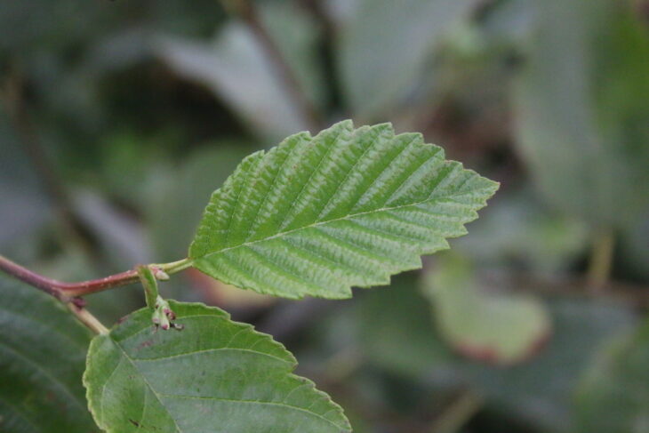 Red Alder - Alnus rubra