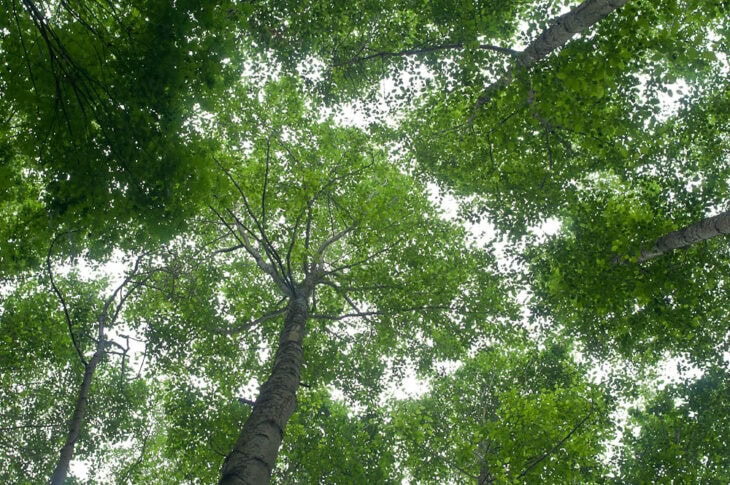 Red Alder - Alnus rubra