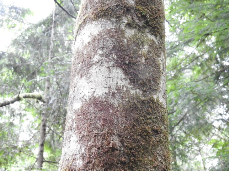 Red Alder - Alnus rubra