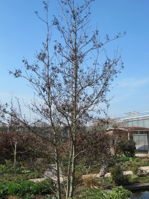 Red Alder - Alnus rubra