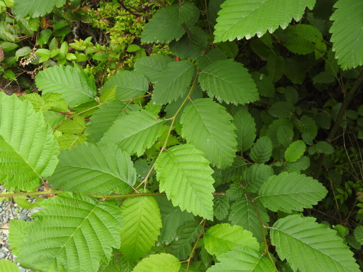 Red Alder - Alnus rubra