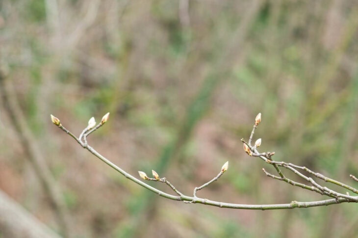 Red Alder - Alnus rubra