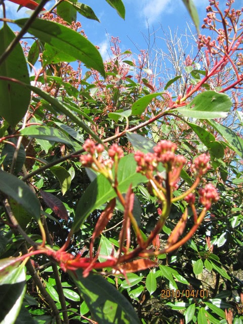 Red Robin Photinia - Photinia x fraseri 'Red Robin'