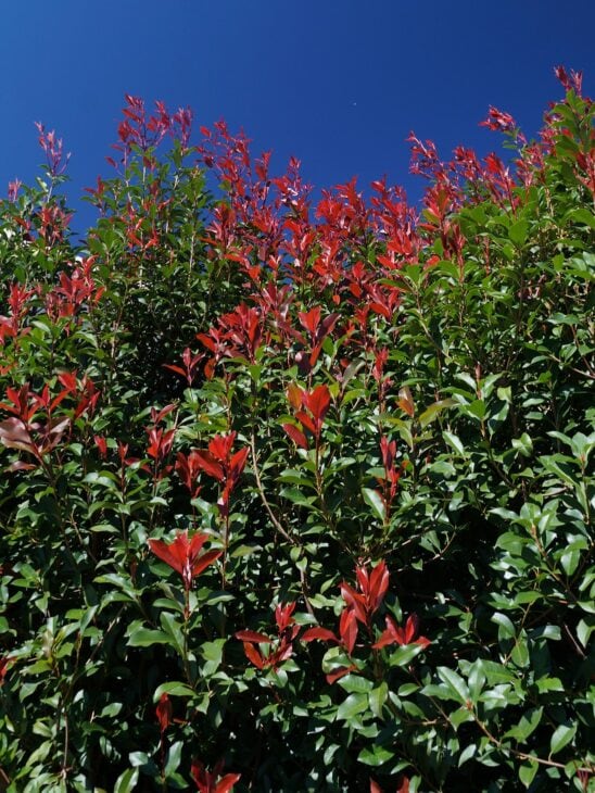 Red Robin Photinia - Photinia x fraseri 'Red Robin'