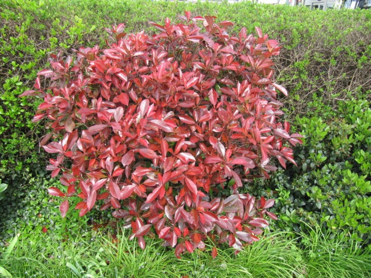 Red Robin Photinia - Photinia x fraseri 'Red Robin'