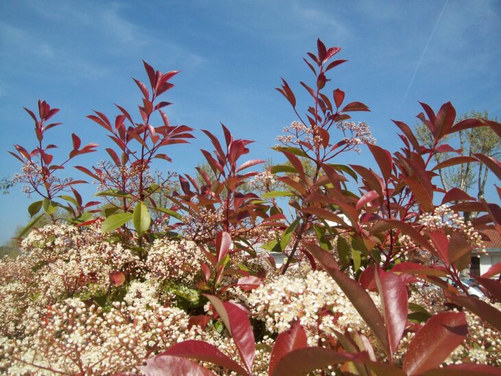 Red Robin Photinia - Photinia x fraseri 'Red Robin'