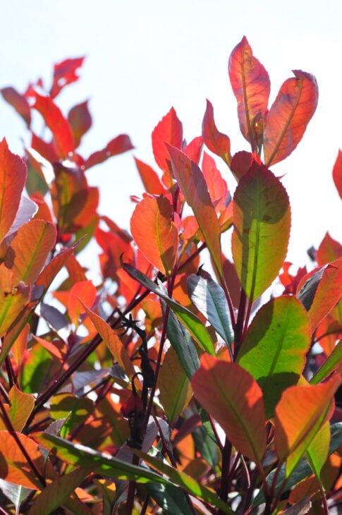 Red Robin Photinia - Photinia x fraseri 'Red Robin'