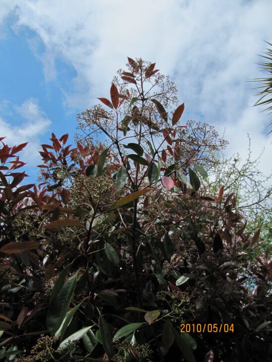 Red Robin Photinia - Photinia x fraseri 'Red Robin'