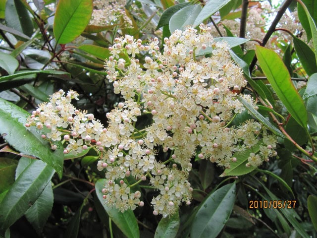 Red Robin Photinia - Photinia x fraseri 'Red Robin'