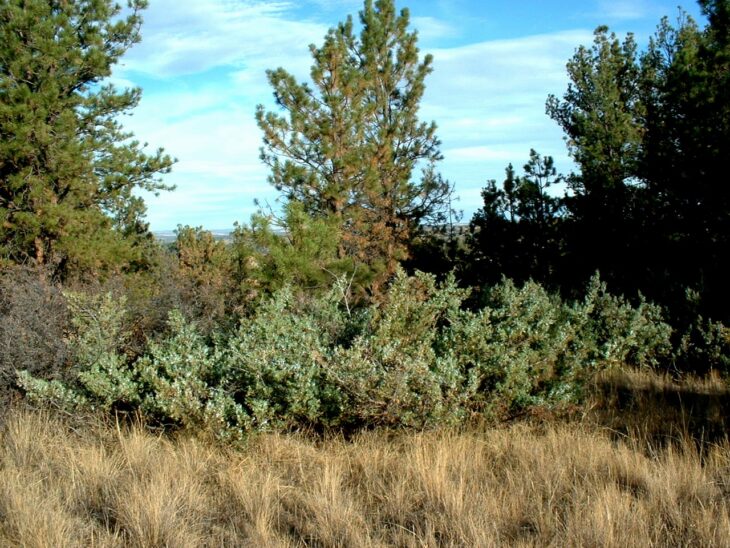 Rocky Mountain Juniper - Juniperus scopulorum