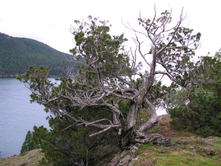 Rocky Mountain Juniper - Juniperus scopulorum