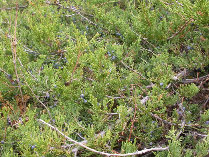 Rocky Mountain Juniper - Juniperus scopulorum
