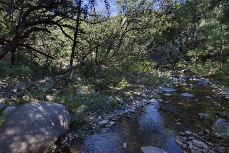 Rocky Mountain Juniper - Juniperus scopulorum