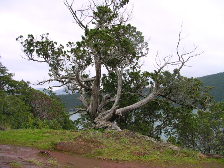 Rocky Mountain Juniper - Juniperus scopulorum