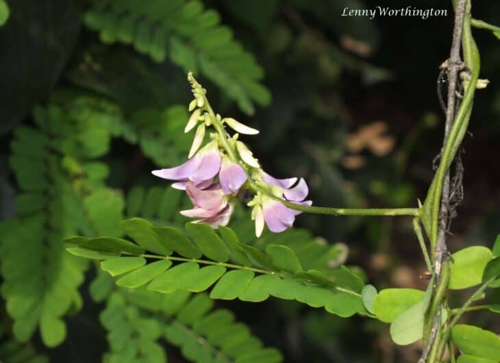 Rosary Pea - Abrus precatorius