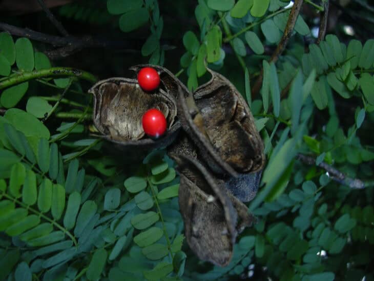 Rosary Pea - Abrus precatorius