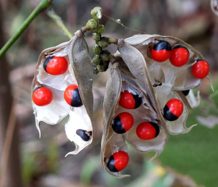 Rosary Pea - Abrus precatorius