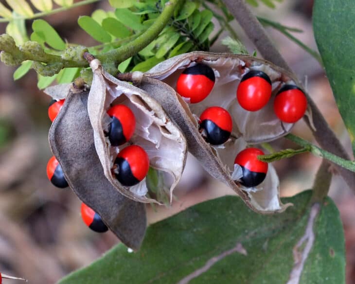 Rosary Pea - Abrus precatorius
