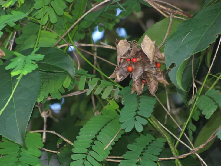 Rosary Pea - Abrus precatorius