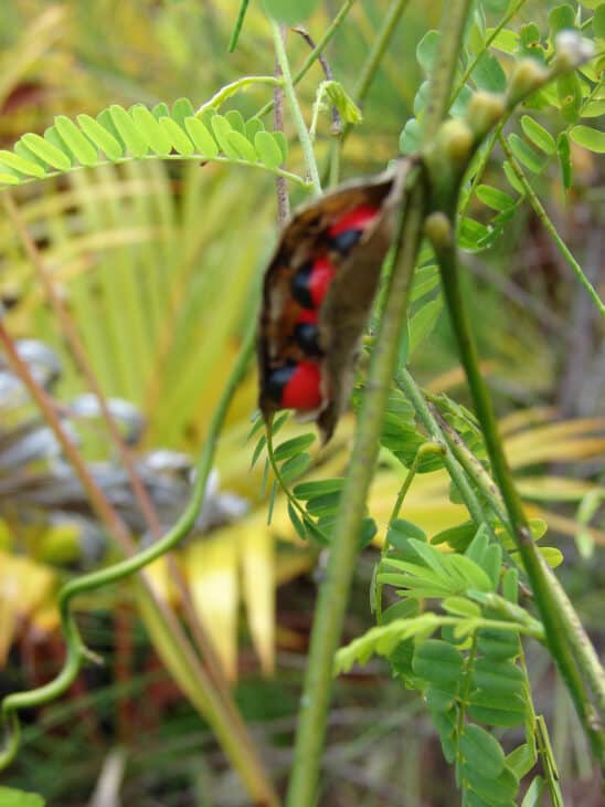 Rosary Pea - Abrus precatorius