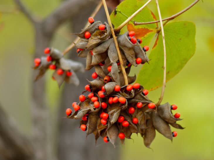 Rosary Pea - Abrus precatorius