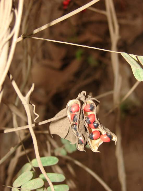 Rosary Pea - Abrus precatorius