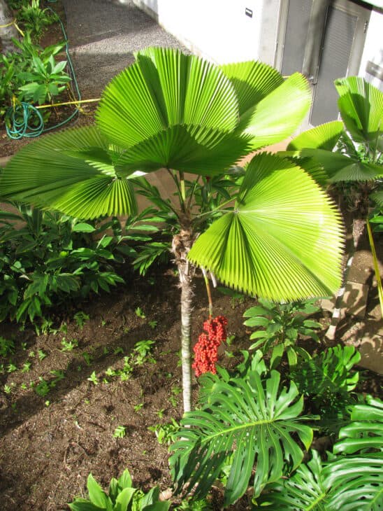 Ruffled Fan Palm - Licuala grandis